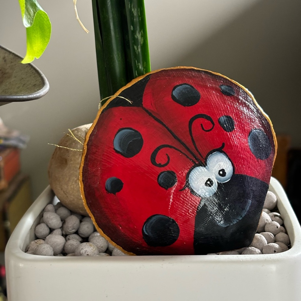 “Ladybug” seashell 🐞